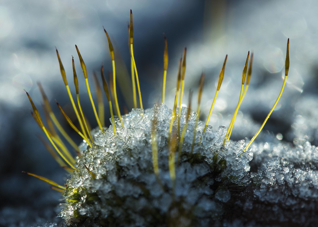 Frosty Moss...... by shepherdmanswife
