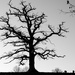 Old tree and sheep - 28-12 by barrowlane