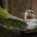 Oriental small-clawed otter by leonbuys83