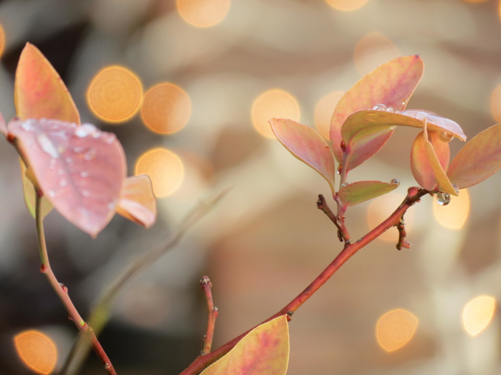 Bluberry Bokeh by grammyn