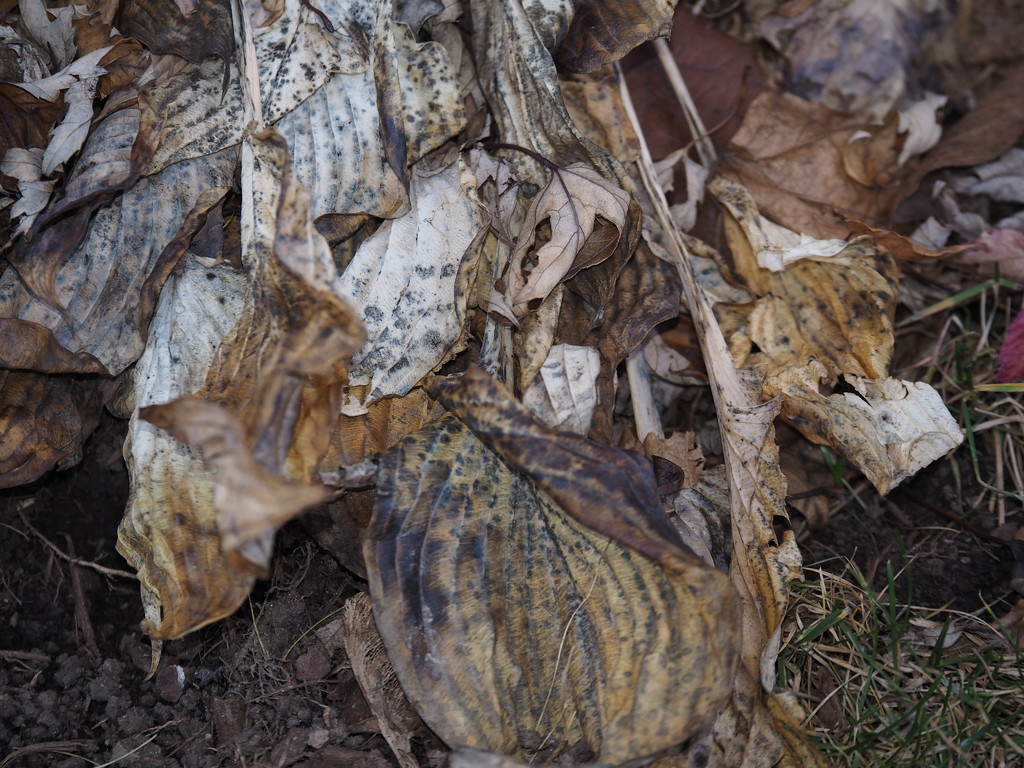 Wilted Hosta by selkie