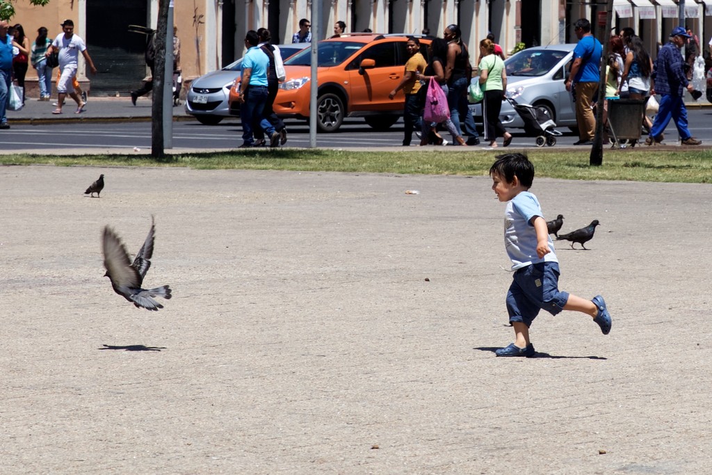 Chasing Pigeons by jyokota