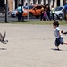 Chasing Pigeons by jyokota