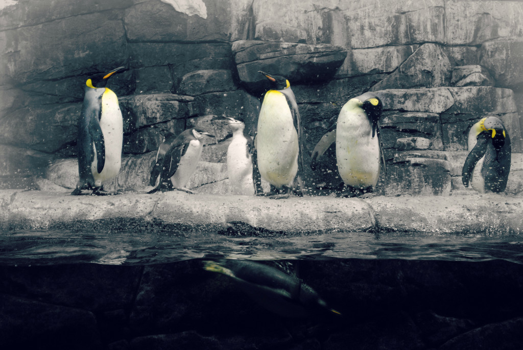 A Peek into the Penguins World by alophoto