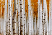 5th Nov 2014 - Birch Forest