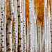 Birch Forest by pflaume