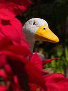 30th Dec 2014 - Fake Goose, Real Plants