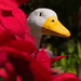 Fake Goose, Real Plants by fotoblah