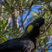 Black Banksia bomber! by pusspup