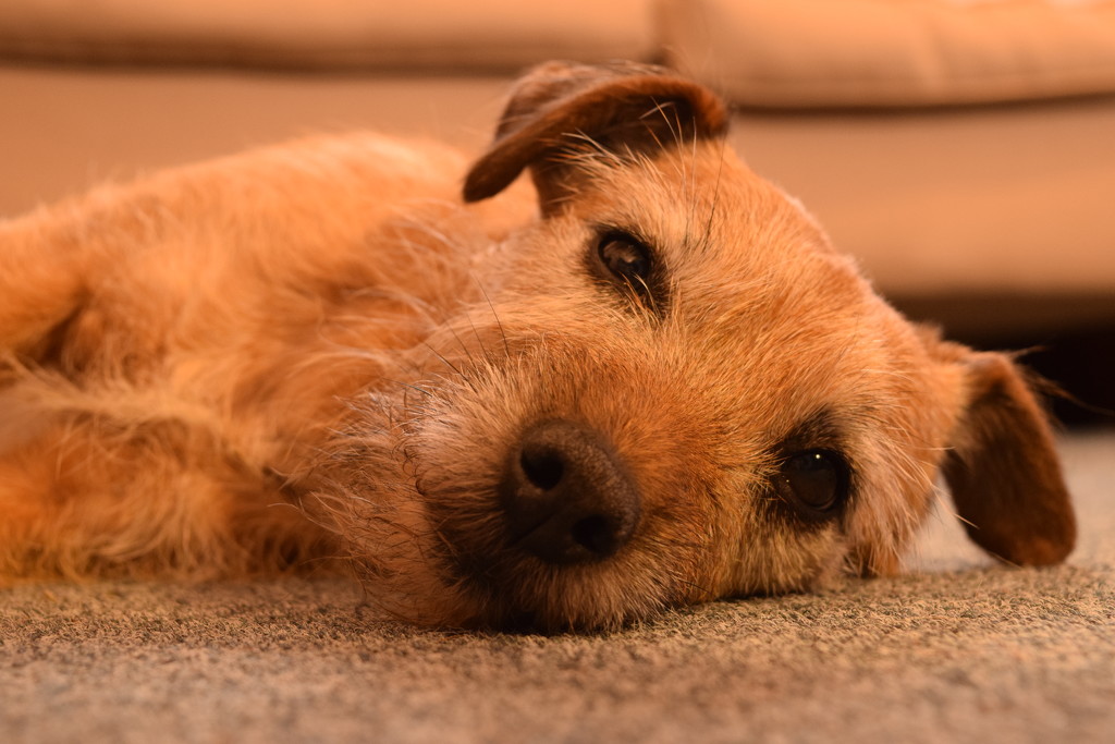 Bindi in the office by christophercox