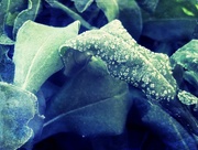 29th Dec 2014 - frost