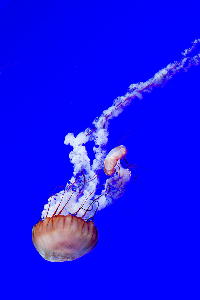 Jellyfish by pdulis