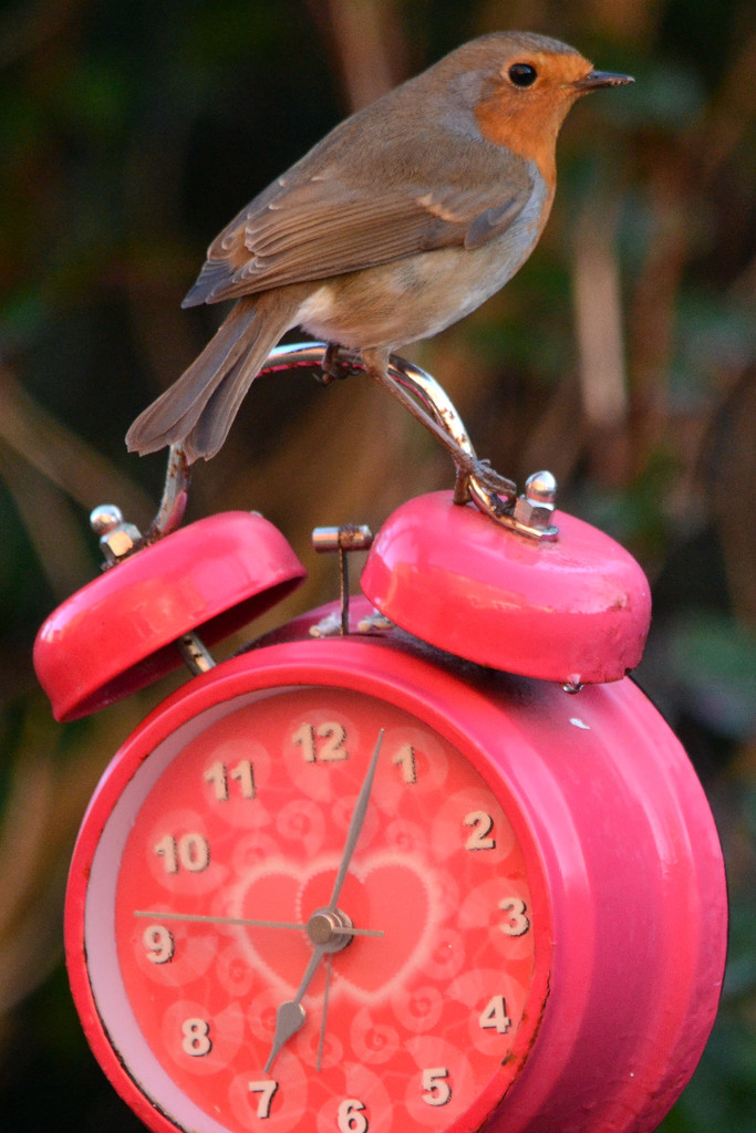 Robin on an alarm clock by richardcreese