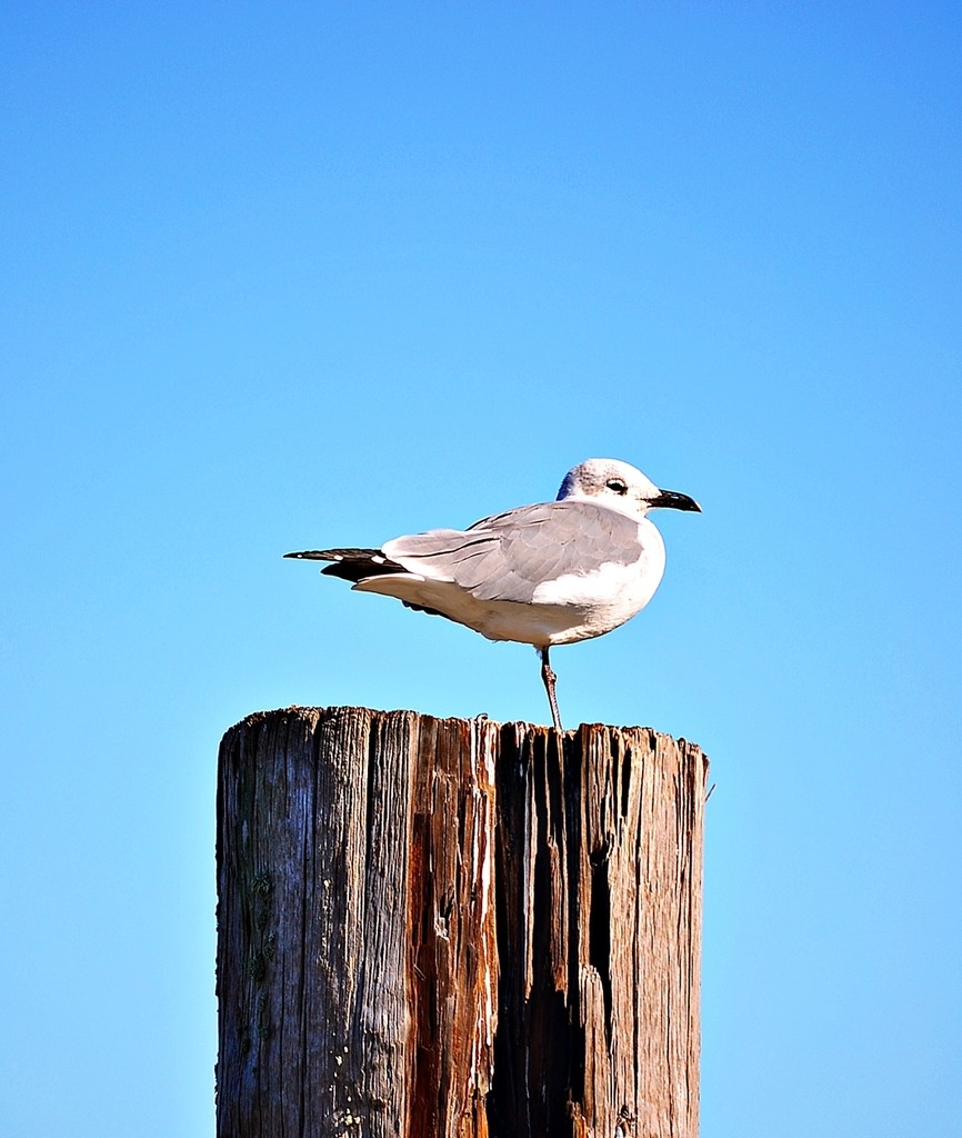 Seagull by soboy5