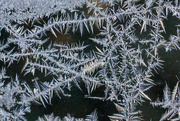 30th Dec 2014 - Ice Crystals 