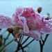 Iced Rose. by wendyfrost