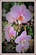 31st Dec 2014 - Orchids