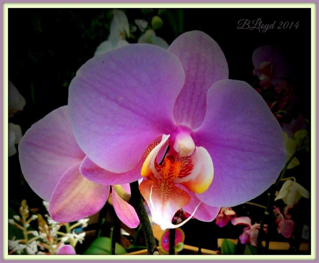 Orchid  (2) by beryl