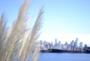 29th Dec 2014 - The City in Wheat