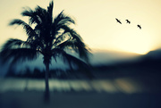 30th Dec 2014 - Sunset Palms