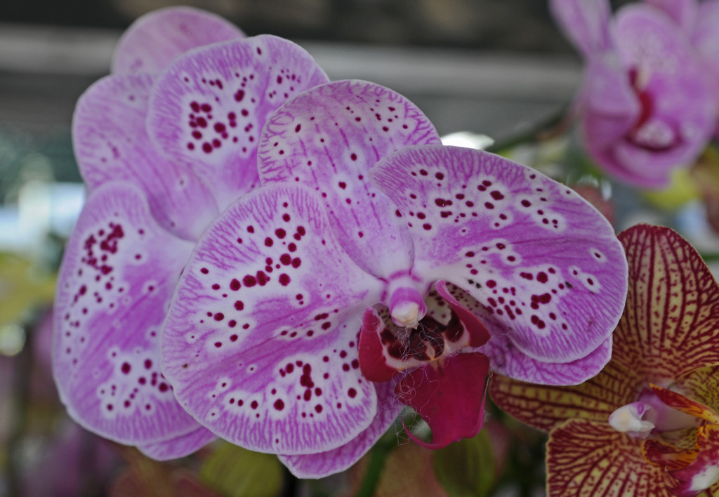 Purple Orchid by ianjb21