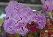 23rd Dec 2014 - Purple Orchid