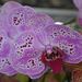 Purple Orchid by ianjb21