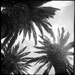 Palms  by spanner