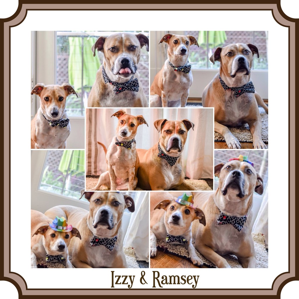 Izzy &Ramsey's Staycation by lesip