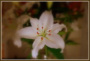 31st Dec 2014 - Christmas Lily...  Happy New Year...