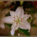 Christmas Lily...  Happy New Year... by julzmaioro