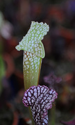 28th Dec 2014 - Carnivorous plant