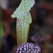 Carnivorous plant by ianjb21