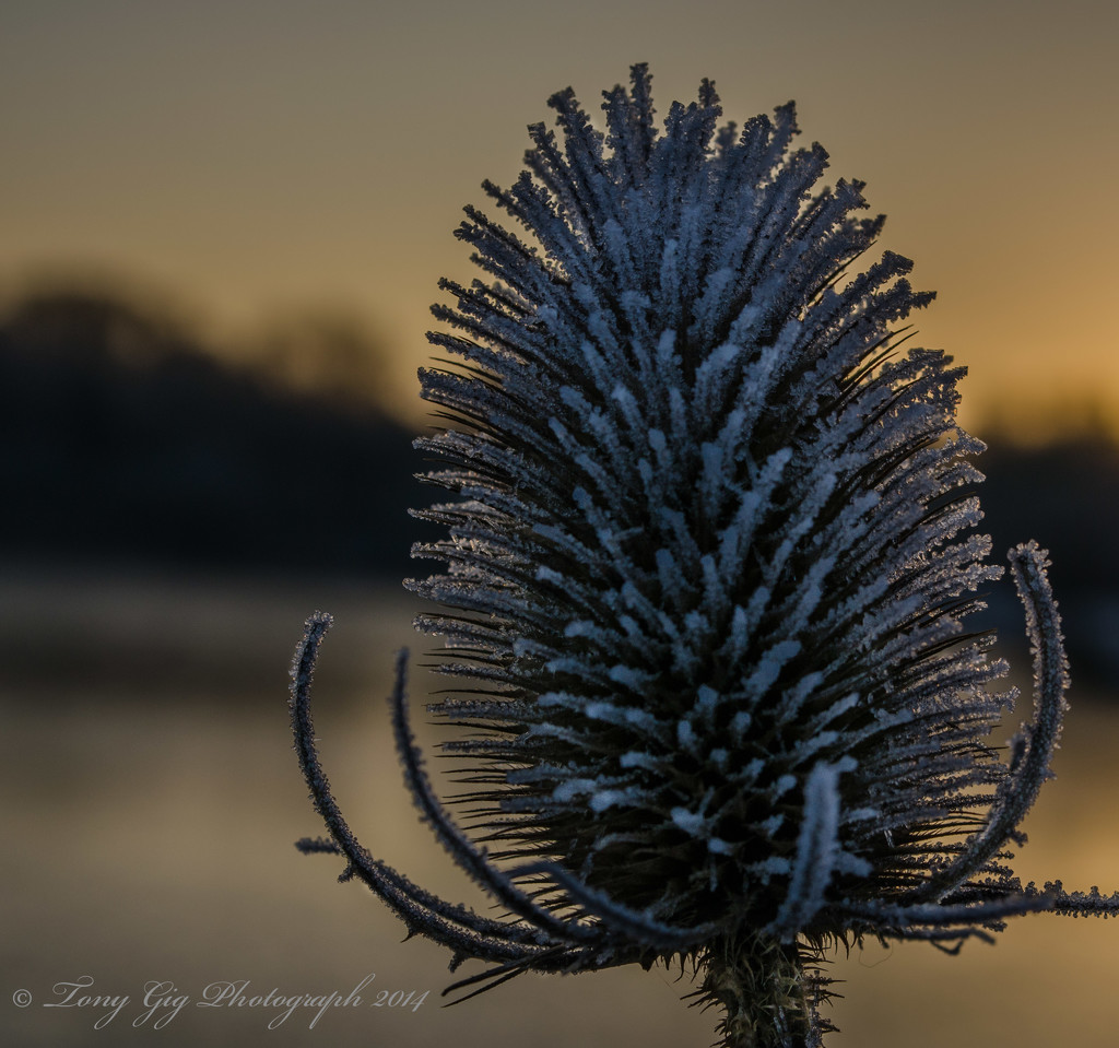 Morning Frost by tonygig