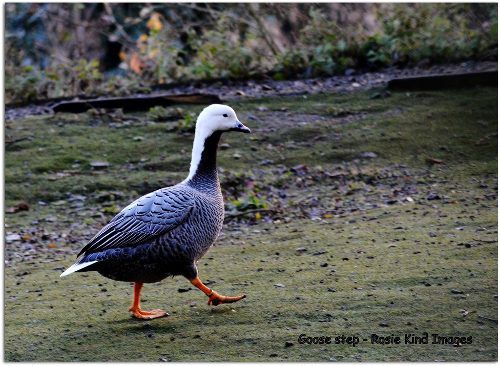 Goose step by rosiekind