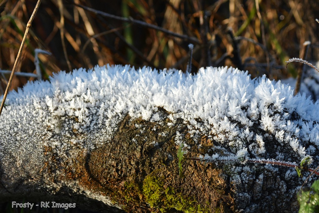 Frosty log by rosiekind