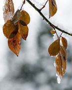 31st Dec 2014 - Slush and Leaves