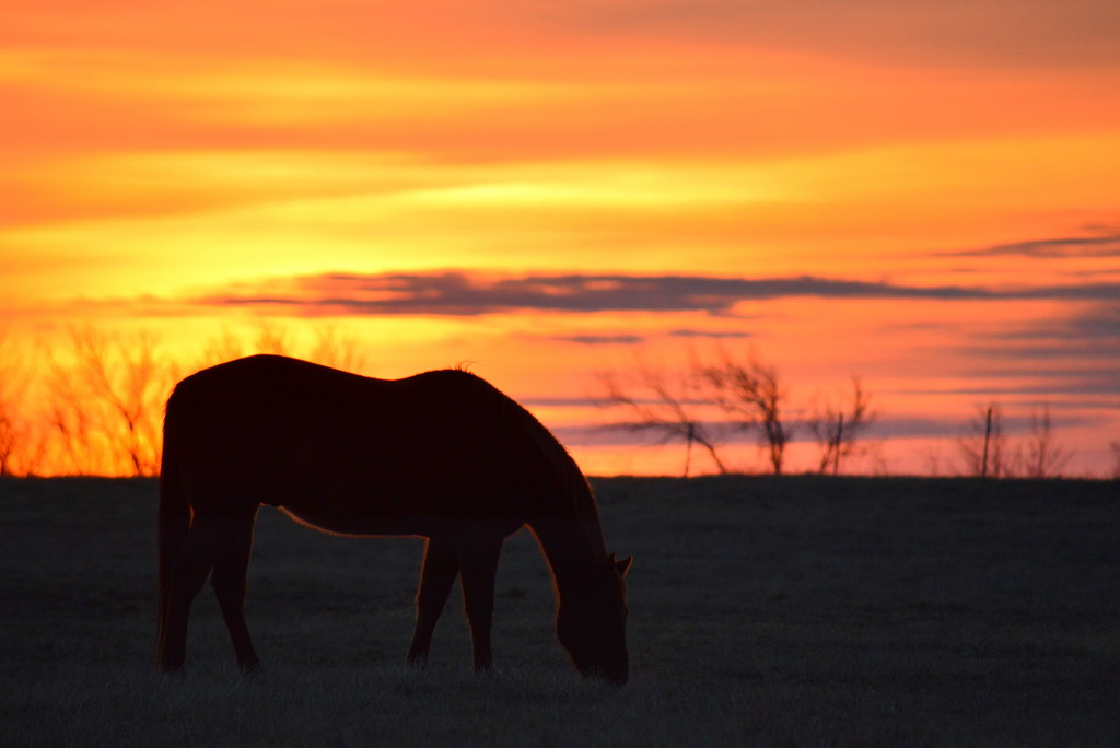 New Year's Eve Graze by kareenking