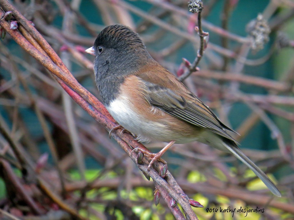Male Junco by kathyo