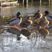 Ducks on ice by gareth