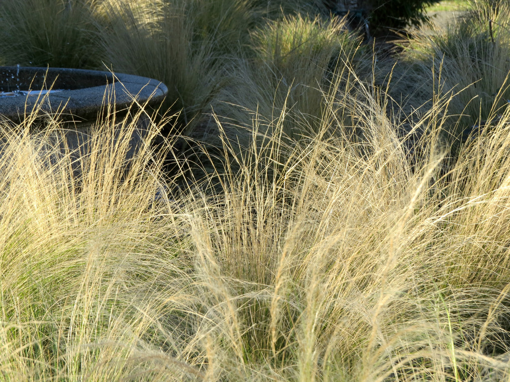 Winter Grasses by seattlite