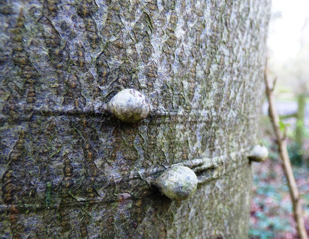 Sphaeroblasts on a beech tree by julienne1