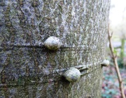 1st Jan 2015 - Sphaeroblasts on a beech tree
