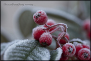 1st Jan 2015 - Cold and Frosty
