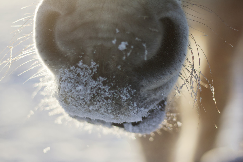 Frosty muzzle by lily
