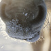 Frosty muzzle by lily