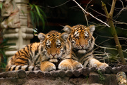 1st Jan 2015 - Tiger Cubs