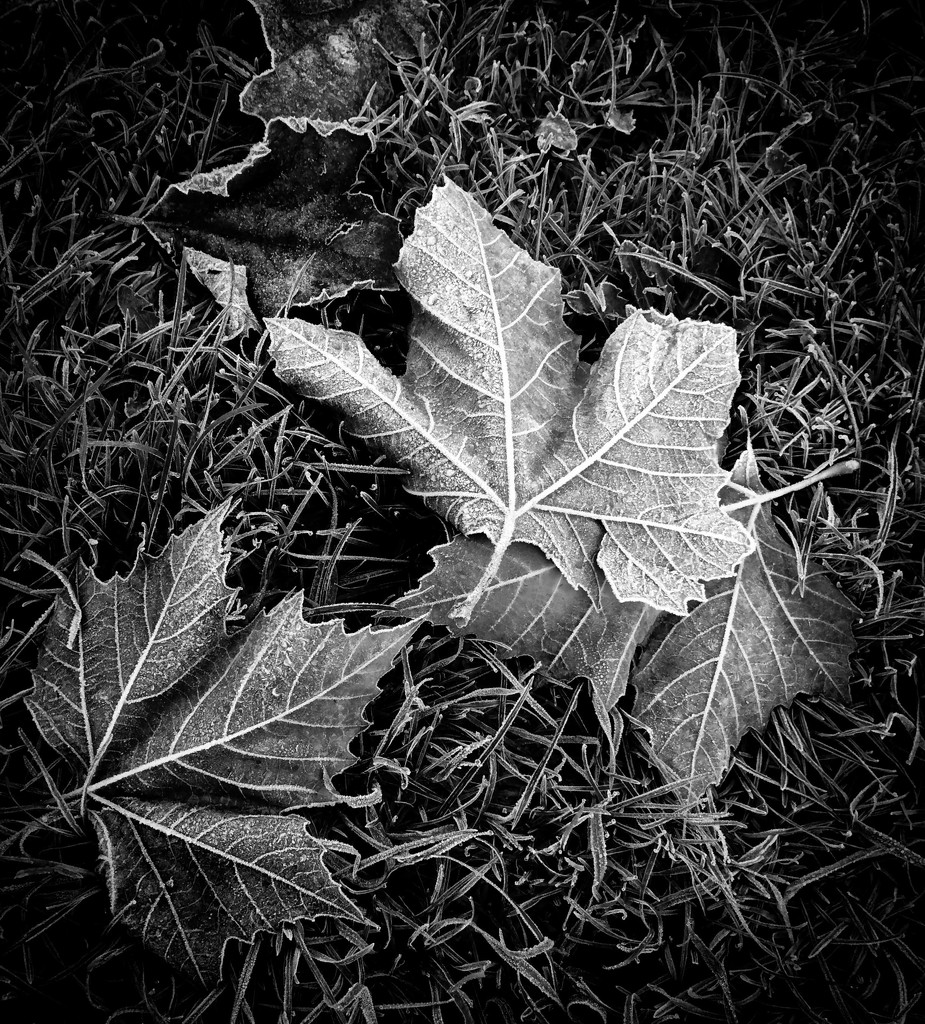 Frosty leaves by tracybeautychick