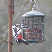 29th Dec 2014 - Greater Spotted Woodpecker (Male)