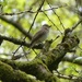 Spotted Flycatcher  by susiemc